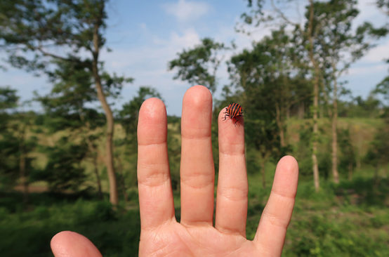 Synthesis essay example image